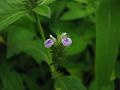 Small-Flowered Justicia